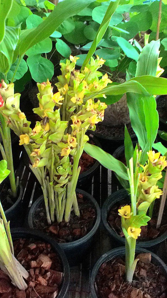 Le jardin tropical