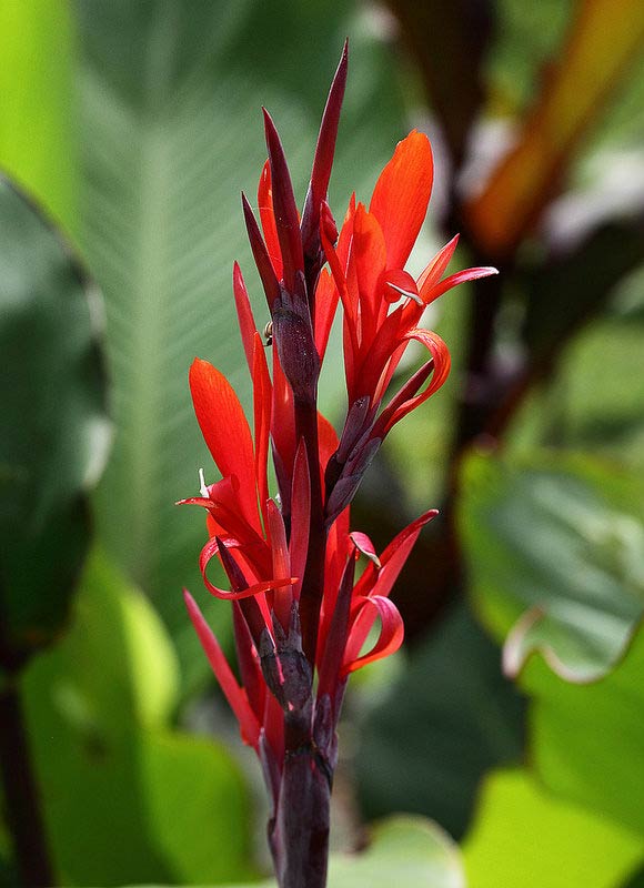 Canna indica géant, grand feuillage et fleurs rouges – Le jardin tropical